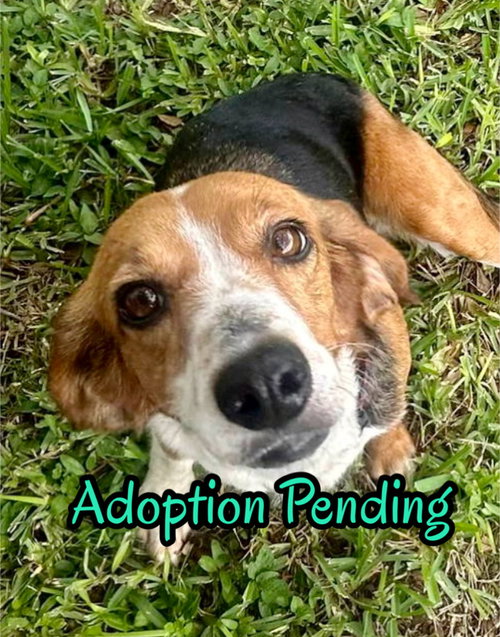 Marigold, an adoptable Beagle in Dunnellon, FL