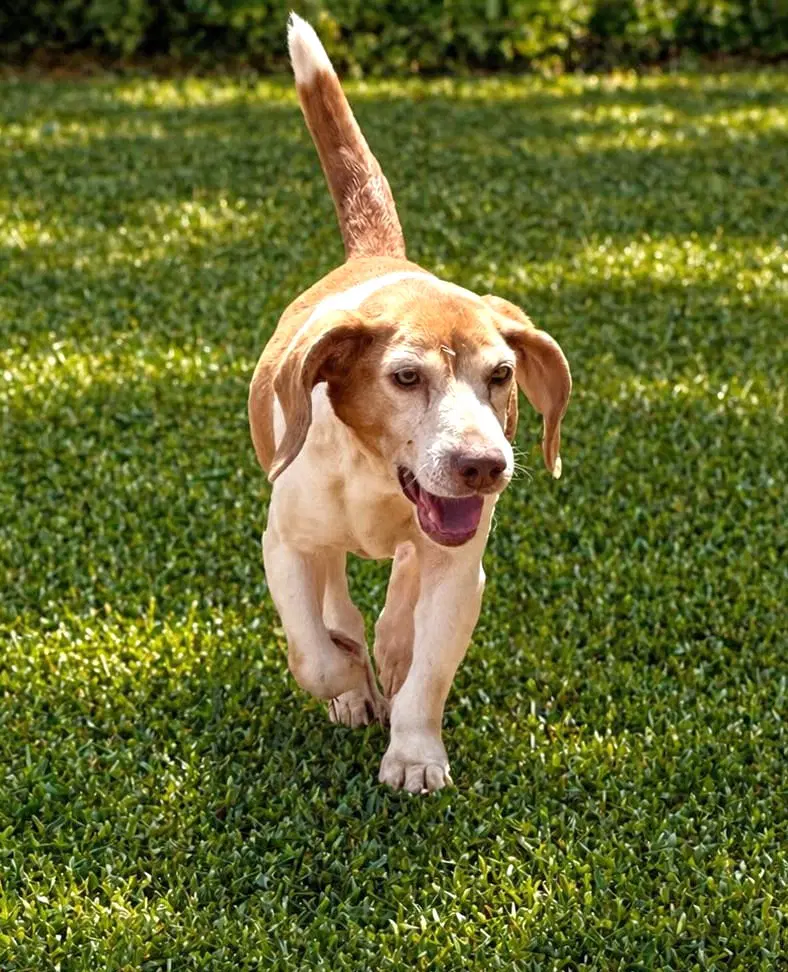 Macie - Beagle