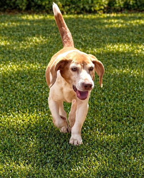 Macie