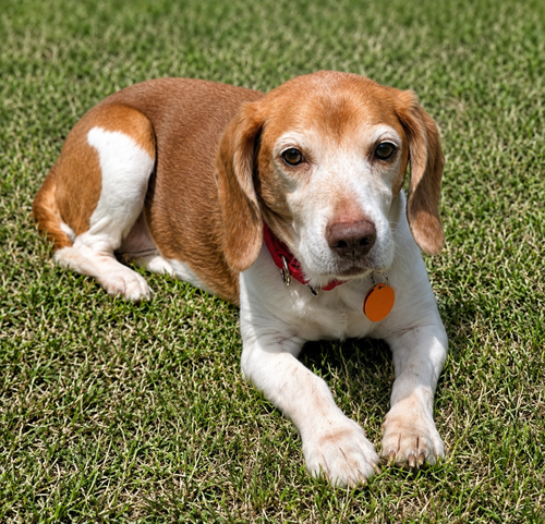 Macie, photo 6