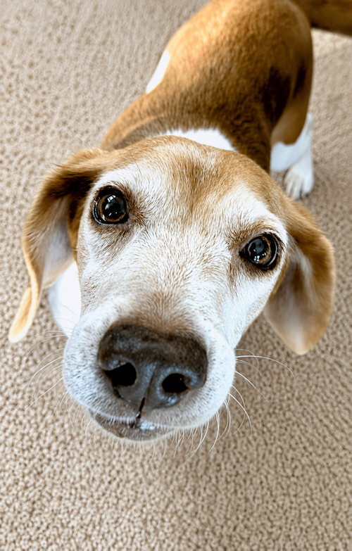 Macie, photo 10