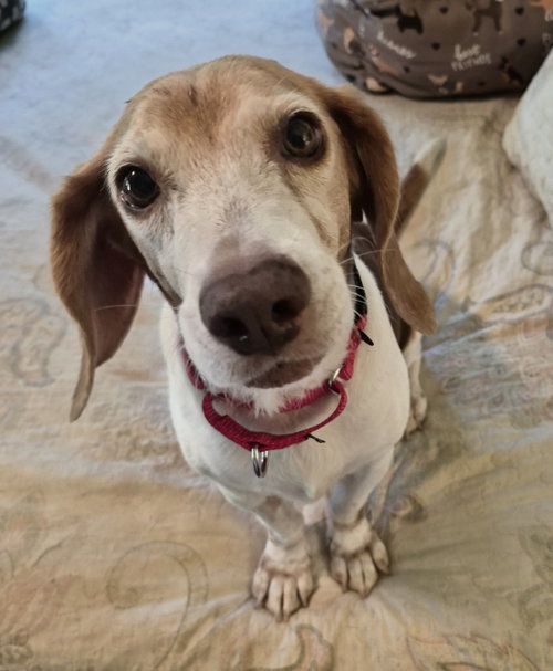 Macie, photo 4