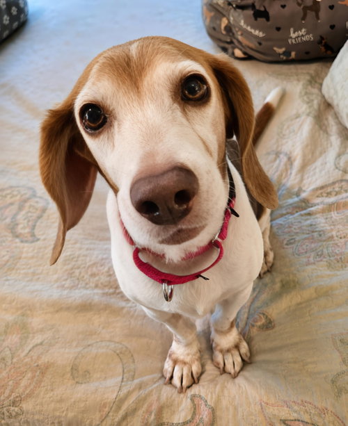 Macie, photo 13