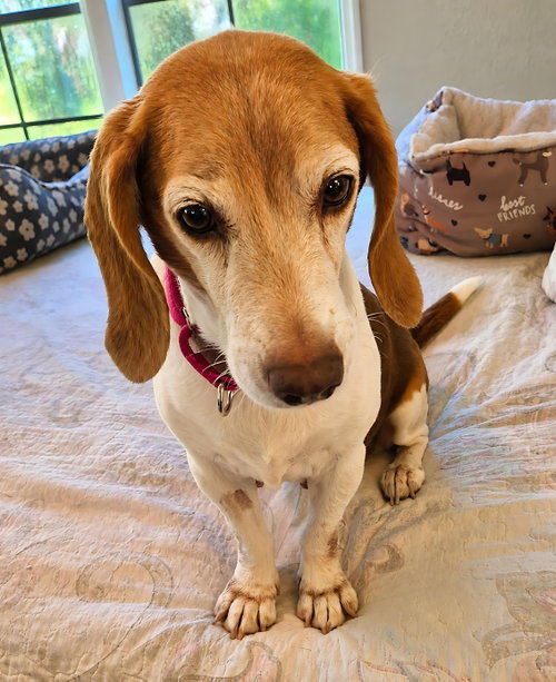 Macie, photo 2