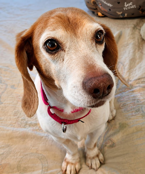 Macie, photo 14