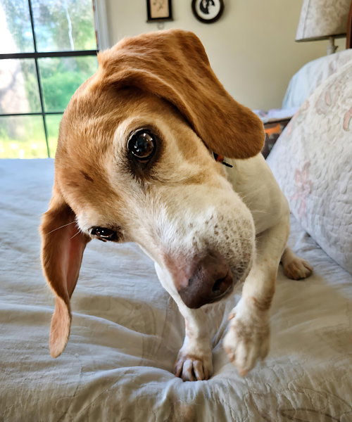 Macie, photo 3