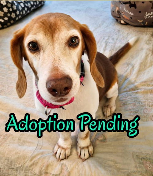 picture of the dog needing adoption