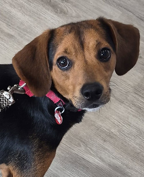 Dandy, an adoptable Beagle in Dunnellon, FL