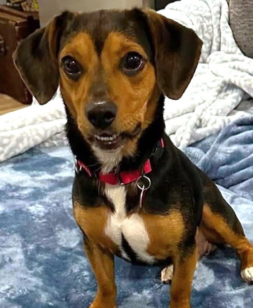 Dapper, an adoptable Beagle in Dunnellon, FL