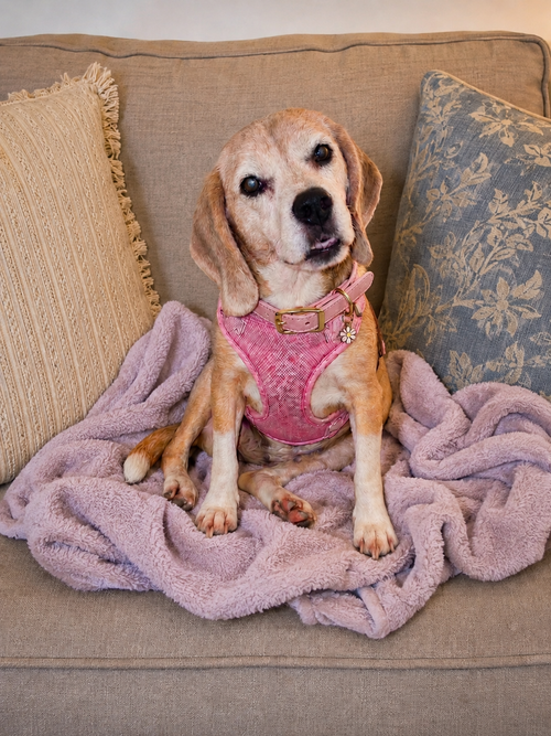 Bootsie, an adoptable Beagle in Dunnellon, FL