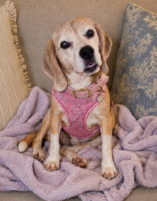 Bootsie, photo 2