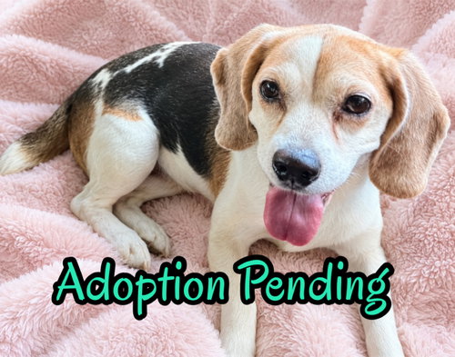 Lolly, an adoptable Beagle in Dunnellon, FL