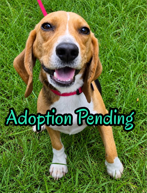 Tadpole, an adoptable Beagle in Dunnellon, FL