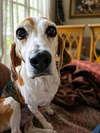 Bonnie IX