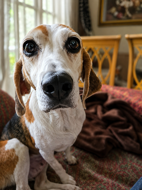 Bonnie Ix