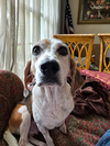 Bonnie IX