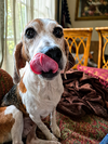 Bonnie IX