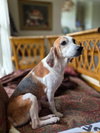 Bonnie IX