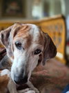 Bonnie IX