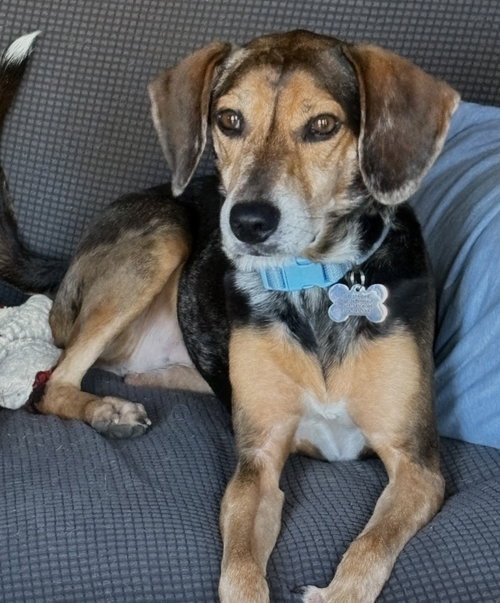 Fable, an adoptable Beagle in Dunnellon, FL