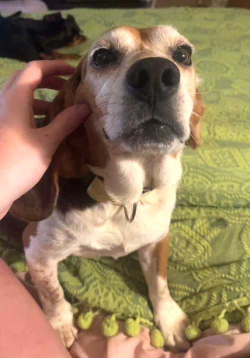 Buster Viii photo 5