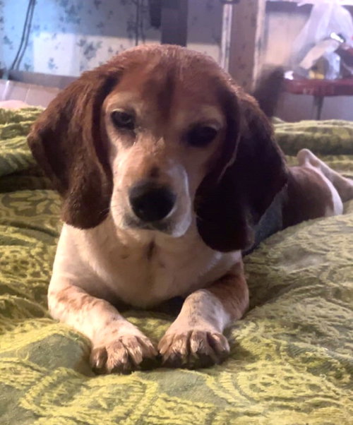 Buster Viii photo 6
