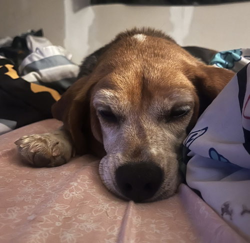 Buster Viii photo 7