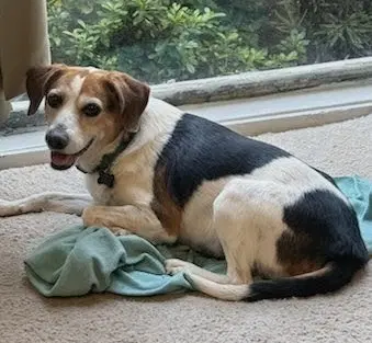 Lucy Xii image 3