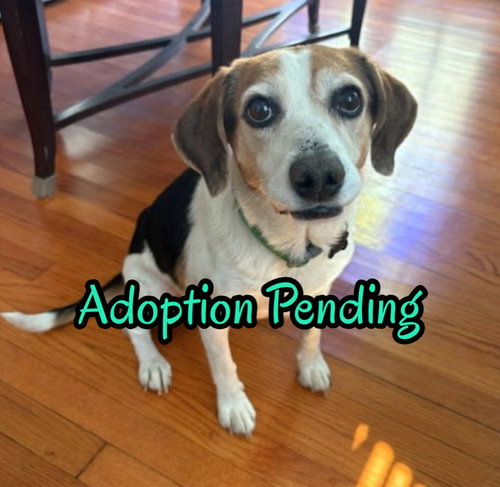 picture of the dog needing adoption