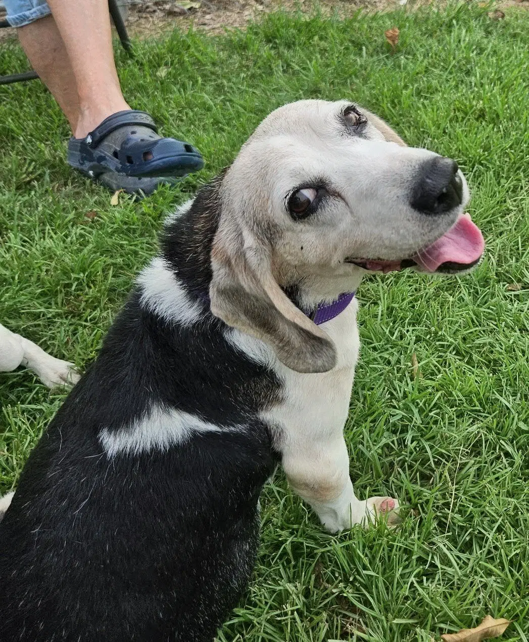 Patience - Beagle