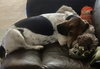 Hushpuppy