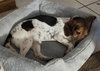Hushpuppy