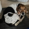 Hushpuppy