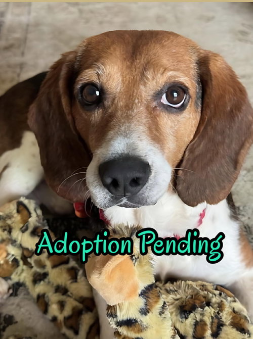 Chip V, a dog for adoption from SouthEast Beagle Rescue Inc.