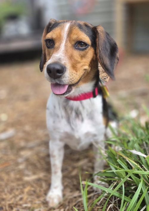 Tilly Iv photo 11