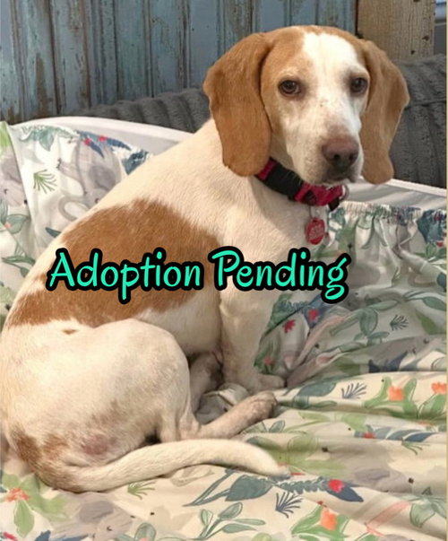picture of the dog needing adoption