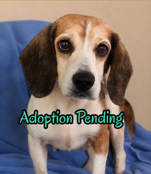 picture of the dog needing adoption