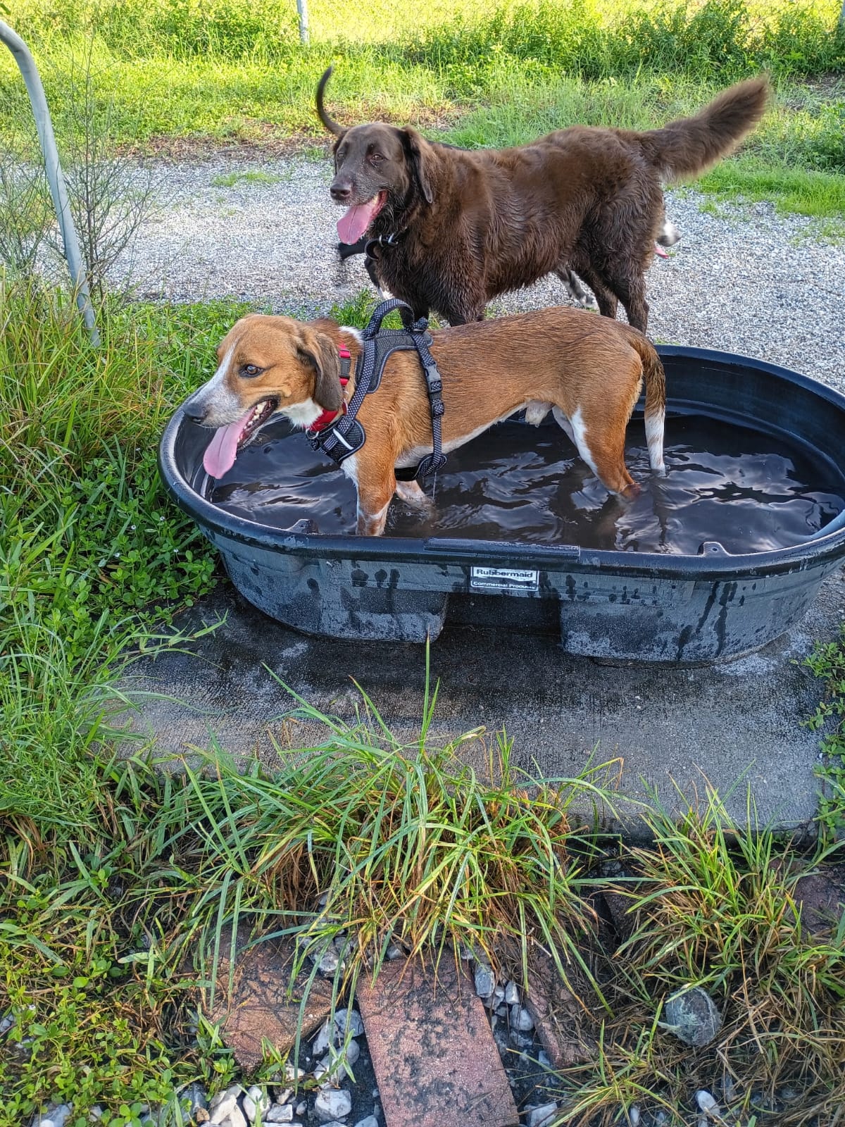 Finn IV, photo 10
