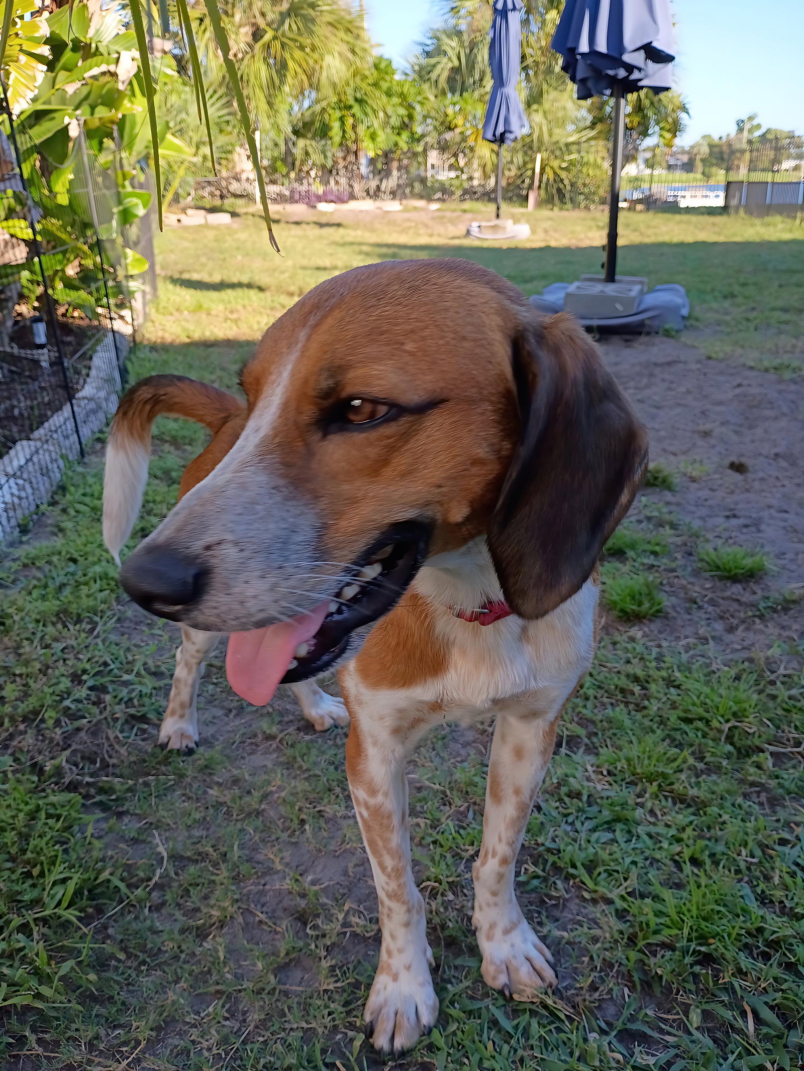 Finn IV, photo 11