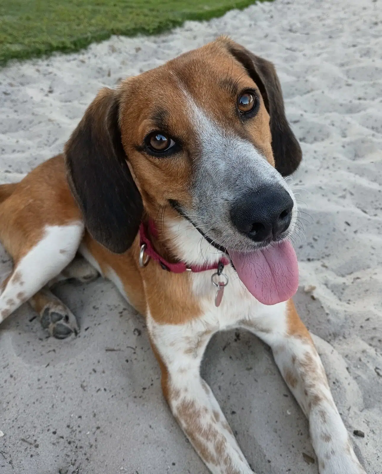 Finn Iv - Beagle