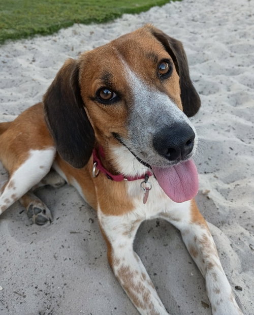 Finn IV, a dog for adoption from SouthEast Beagle Rescue Inc.