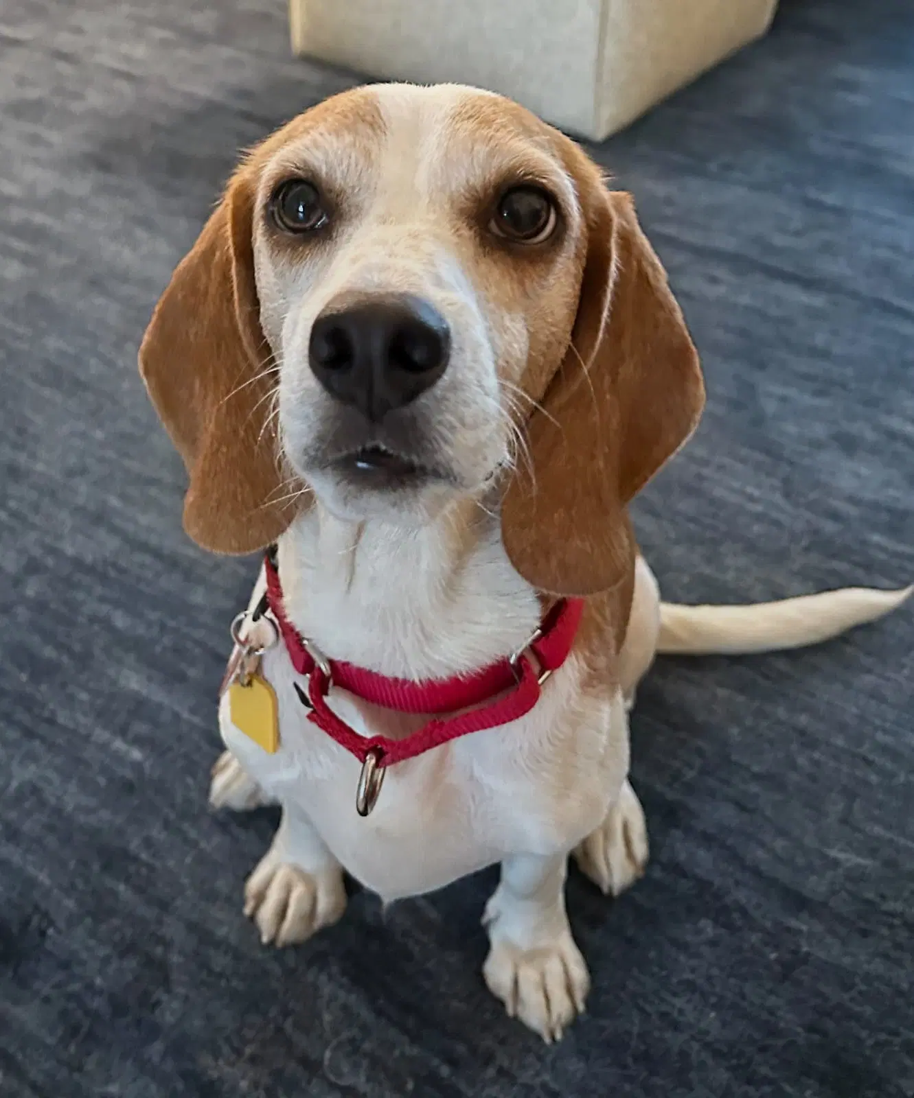 Teela - Beagle