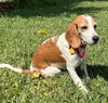Teela