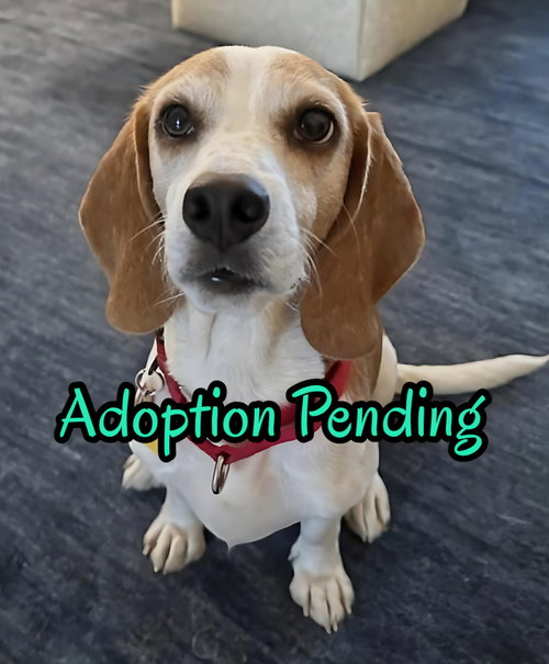 picture of the dog needing adoption