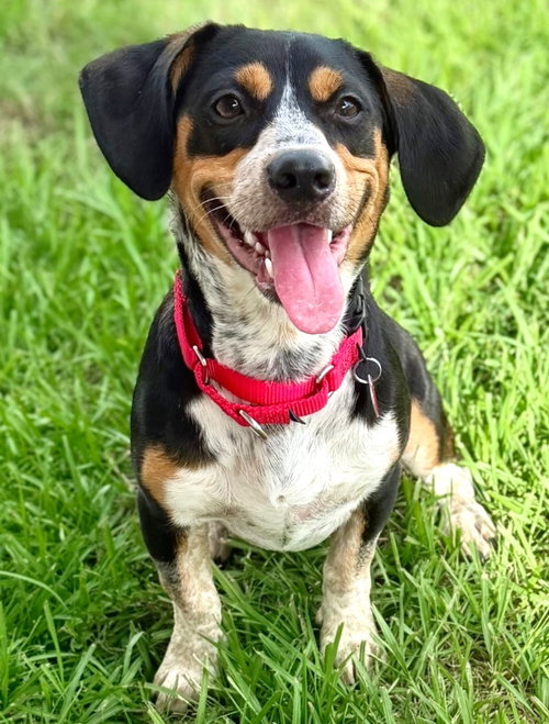picture of the dog needing adoption
