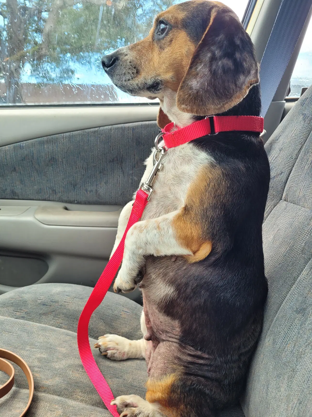 Lucy-Loo image 3