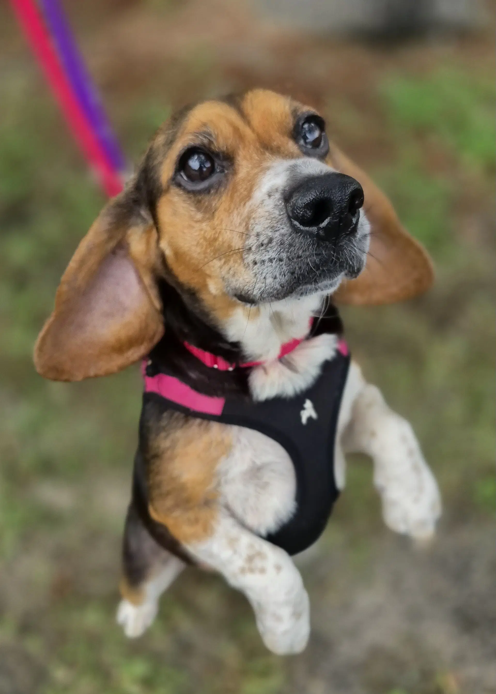 Lucy-Loo image 4