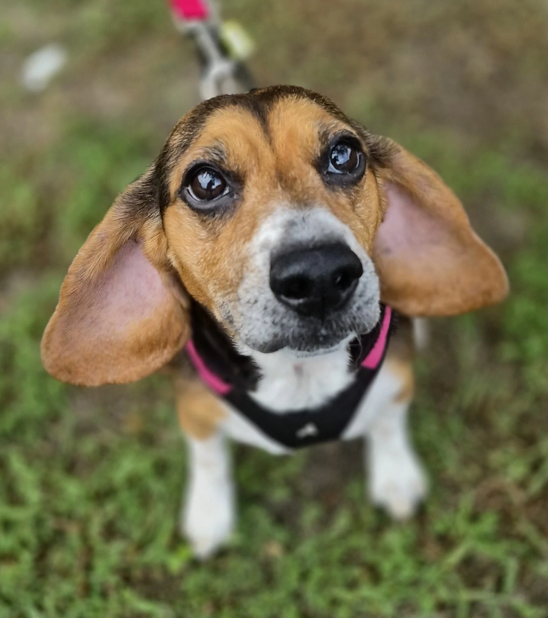 Lucy-Loo