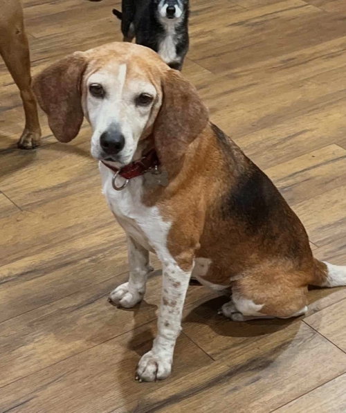 picture of the dog needing adoption