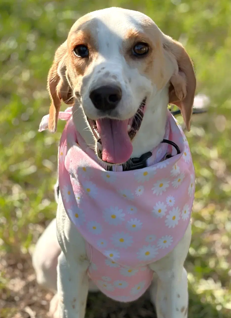 Daisy Jane image 2
